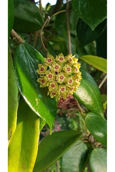 Yeşil Çiçekli Mum Çiçeği Fidanları - Resim 3