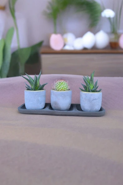 Üçlü taş saksıda kaktüs sukulent seti 01 - Resim 4