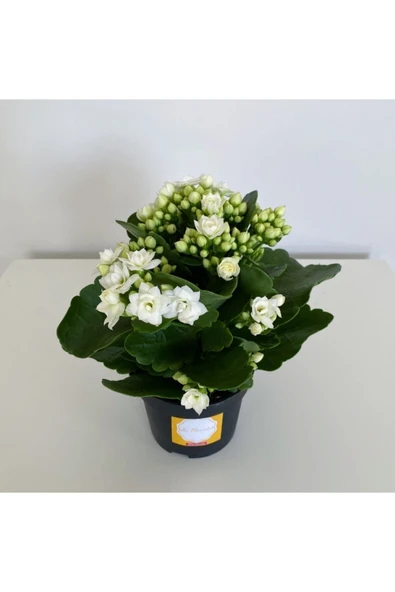 Kalanşo Çiçeği - Kalanchoe Çiçeği Beyaz - Resim 2
