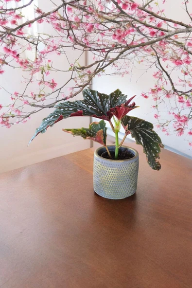 Çilli begonya dekoratif taş saksıda - Resim 2