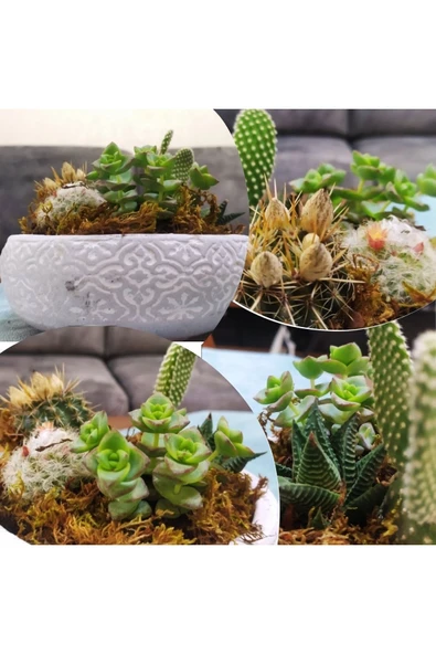 Dekoratif Taş Saksıda Sukulent Kaktüs Aranjmanı ürün görseli
