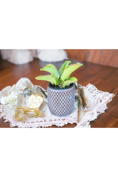 Peygamber efendimizin gözyaşı bitkisi - Resim 3