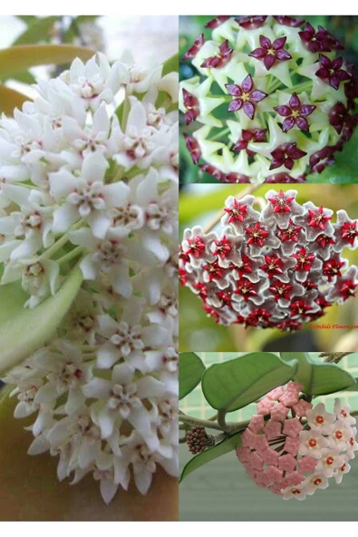 4 çeşit mum çiçeği 4 ayrı saksıda özel renkler - Resim 2