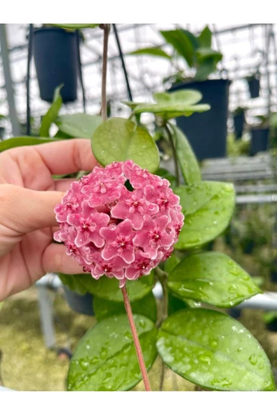 Pembe renk çiçek açan mum çiçeği fidanı - Resim 4