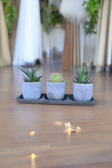 Üçlü taş saksıda kaktüs sukulent seti 01ad - Resim 4