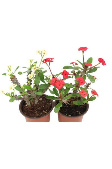 2'li Euphorbia Milli Dikenler Tacı Kırmızı Beyaz Çiçekli 20cm Iç Mekan Dekoratif Bitki - Resim 2