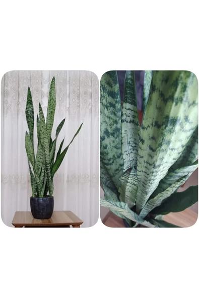 Paşa Kılıcı Peygamber Kılıcı Dekoratif Saksıda 001010100101 ürün görseli 1