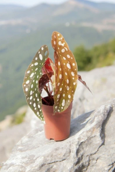 Melek Kanatları Çilli Begonya Begonia 01cib - Resim 3