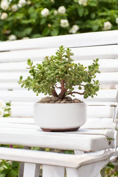 Dekoratif Saksıda Bonsai Yeşim Ağacı Fil Azığı 002 - Resim 4