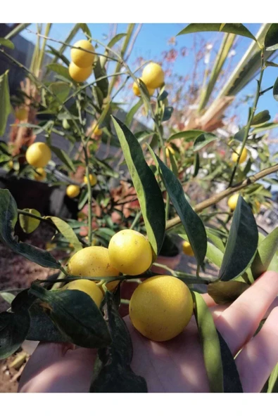Limquat Limon Fidanı - Resim 2