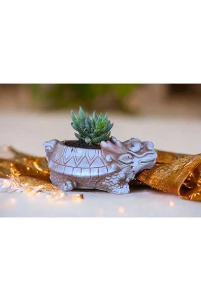 Taş Ejder Saksıda Sukulent - Resim 2