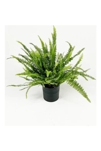 Askılı Saksıda Aşk Merdiveni Fujer - Resim 2