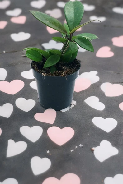 Orta boy mum çiçeği çiçek resmi 2. görselde - Resim 5