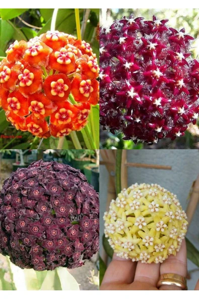 4 çeşit mum çiçeği (turuncu kırmızı mor ve sarı) ürün görseli