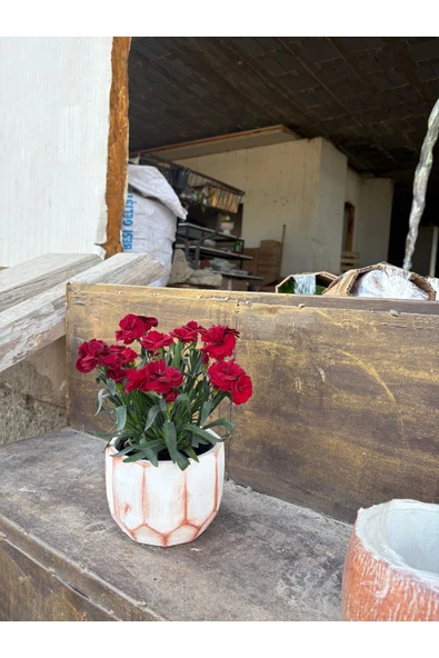 Taş saksıda Kırmızı Karanfil Mis Kokulu - Resim 5