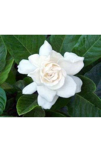 Gardenya (saksıda 3lü Dikim Ithal) Kokulu Cicek Fidanı - Resim 3