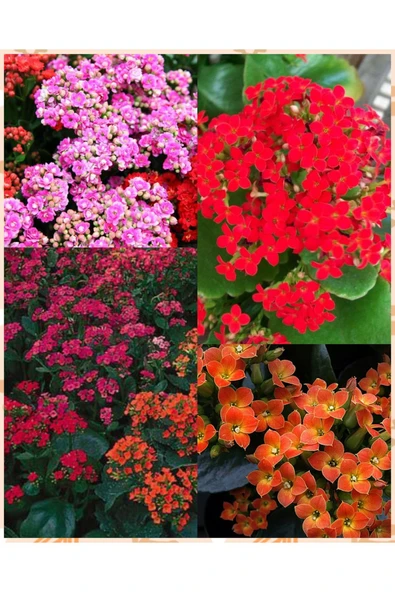 400 Adet Kalanşo Fidesi - Resim 2