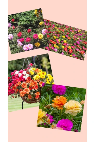 4 Çeşit İpek Çiçeği İpek Kedi Tırnağı 8.5 Çapında - Resim 2