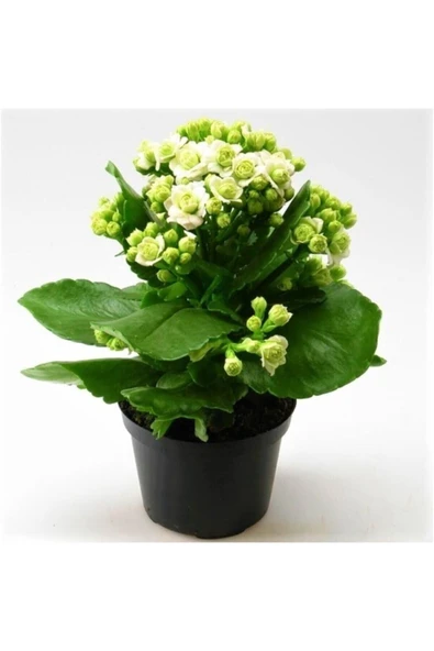 Beyaz Çiçekli Kalanşo ( Kalanchoe ) Çiçeği Ithal Büyük Boy - 1