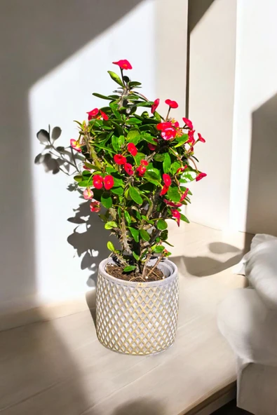 Hisar Gold Saksıda Hediyelik Dikenler Tacı Kırmızı 30-40 cm - Resim 2