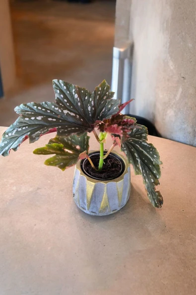 Beton Roma Sütün Saksıda Çilli Begonya 01ciy - 2