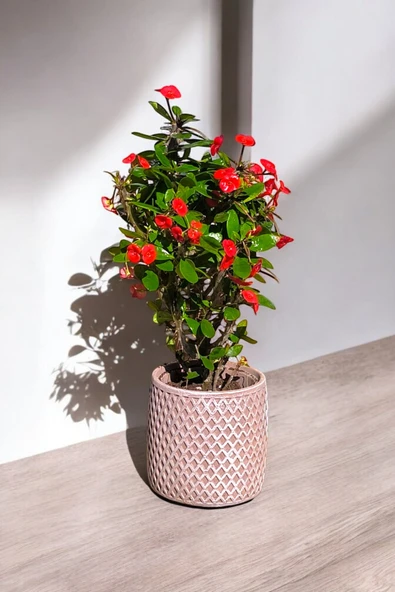 Hisar Saksıda Hediyelik Dikenler Tacı Kırmızı 30-40 cm - Resim 3