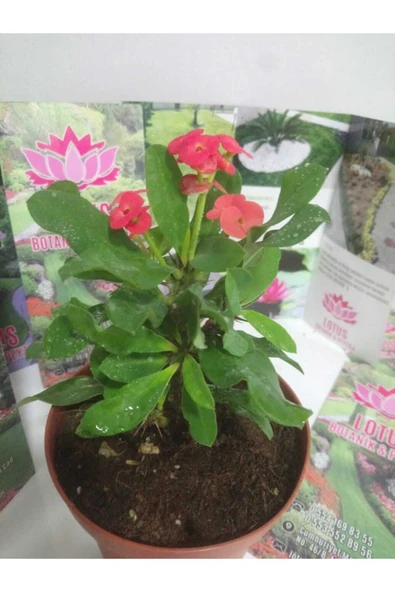 12lik Saksıda Euphorbia Milii Kaktüs Dikenler Tacı Kırmızı Renkli - Resim 5