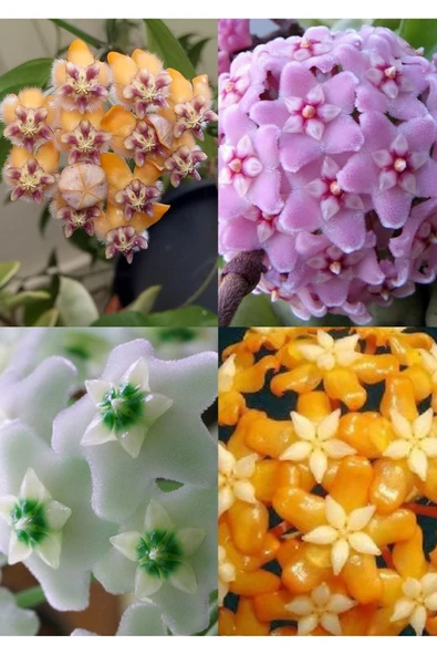 4 çeşit özel tur mum fidanı 4 ayrı saksıda - Resim 4