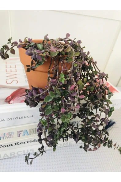 Toprak Saksıda Callisia Repens Sukulent - Resim 3