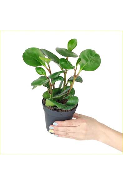 Peperomia Umut Bitkisi Peperomya Adanadoğaçiçekçilik ürün görseli