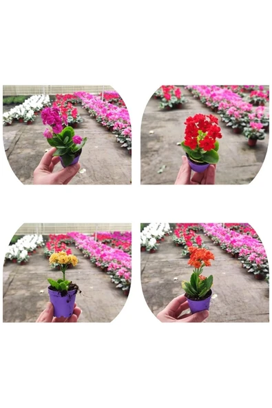 200 Adet karışık renklerde Kalanşo Fidöesi kalanchoe - Resim 2