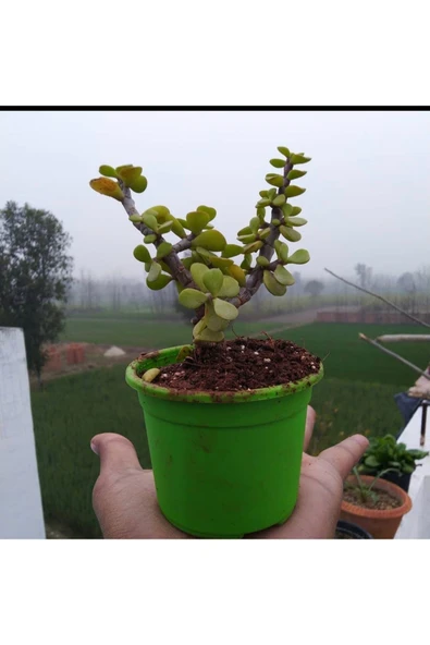 Bonsai Para Ağacı Fidanı 8.5 Saksıda 15-20 cm - 2