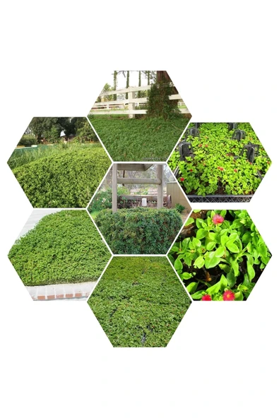 48 Fide Buz Çiçeği Zemin Örtücü 4 Mevsim Yemyeşil ürün görseli 1