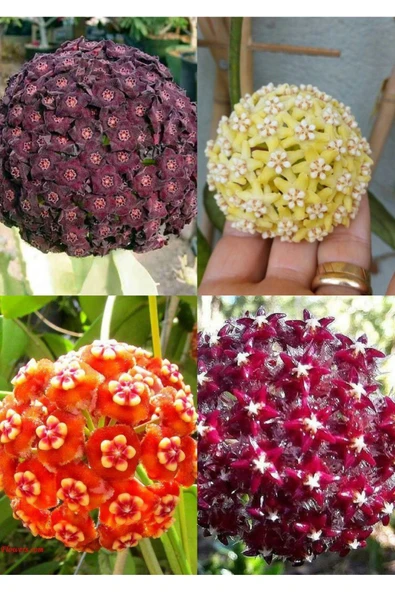 4 çeşit mum çiçeği (turuncu kırmızı mor ve sarı) - Resim 3