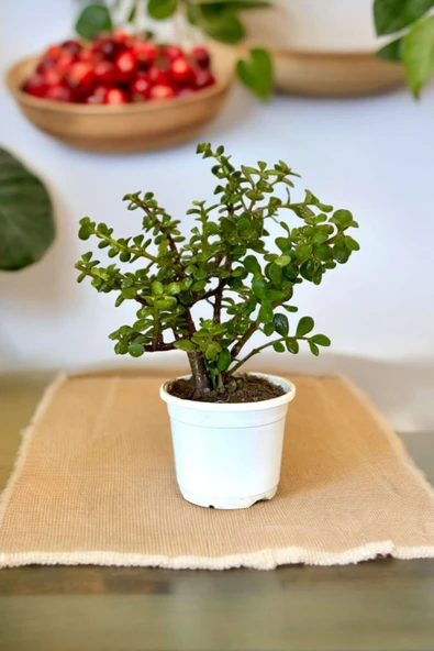 Orta Boy Para Bonsai Para Çiçeği 12 cm saksıda 001 ürün görseli