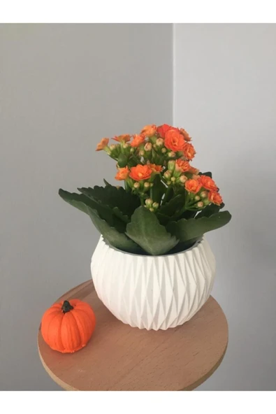 Beton Saksı Da Kalanchoe ürün görseli