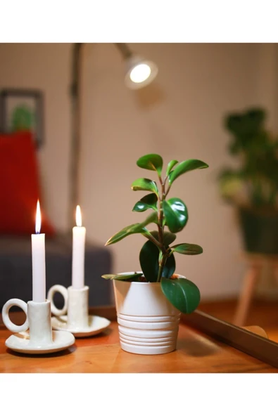 Peperomia ürün görseli