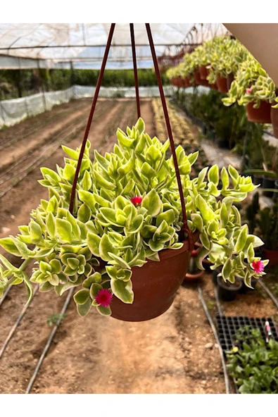 Buz Çiçeği 17cm Askılı Saksıda ürün görseli 1