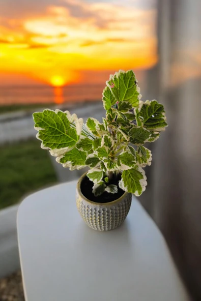 Mini Taş saksıda Cennet Yaprağı Bitkisi Muhteşem Kokulu 5.5 cm Plectranthus Coleoides 001 - Resim 3