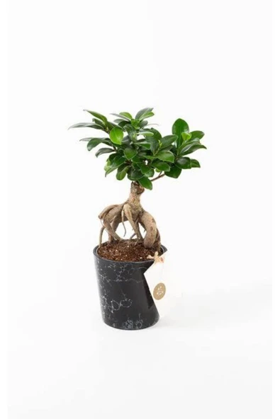 Siyah Seramik Saksıda Ficus Ginseng Bonsai ürün görseli