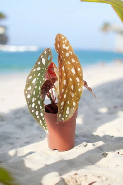 Melek Kanatları Çilli Begonya Begonia 01cib ürün görseli