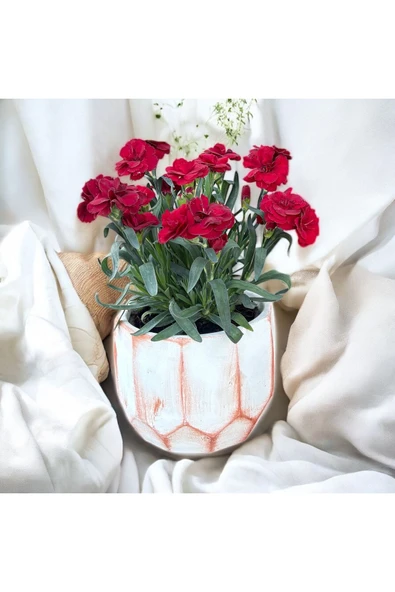 Taş saksıda Kırmızı Karanfil Mis Kokulu ürün görseli 1