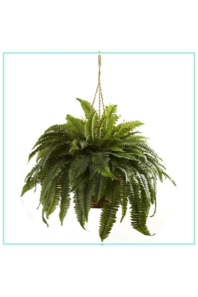 Aşk Merdiveni Büyük Askılı Saksıda Nephrolepis 001 ürün görseli 1