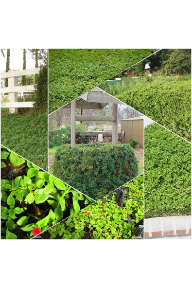 48 Fide Buz Çiçeği Zemin Örtücü 4 Mevsim Yemyeşil ürün görseli