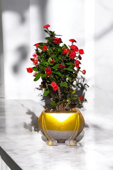 Fil Ayağı Saksıda Hediyelik Dikenler Tacı Kırmızı - Resim 6