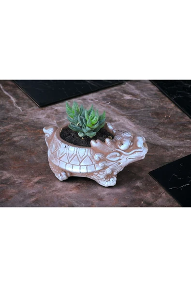 Taş Ejder Saksıda Sukulent ürün görseli