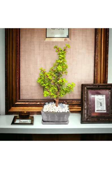 Dekoratif beton saksıda afra bonsai ürün görseli 1