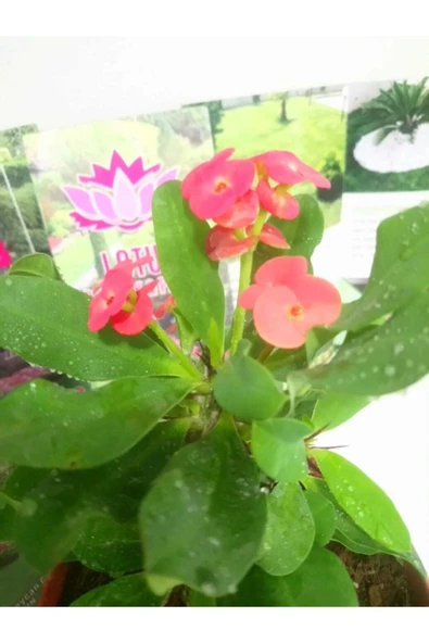 12lik Saksıda Euphorbia Milii Kaktüs Dikenler Tacı Kırmızı Renkli - Resim 4