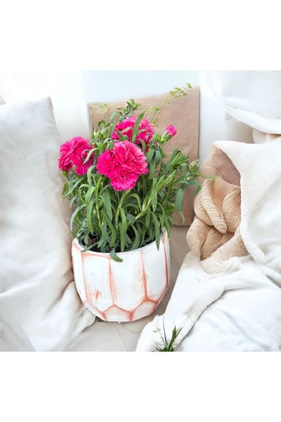 Fuşya RenkKaranfil Dekoratif Saksıda ürün görseli
