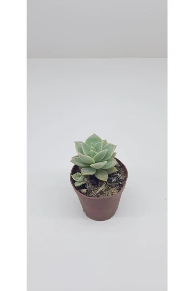 3'lü Kaktüs ve Sukulent Serisi - Resim 4